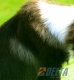 Border Collie Seal Bicolor Hembra #089H91378.jpg