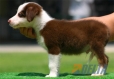 Border Collie Chocolate Tricolor Macho #090M21386.jpg