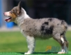 Border Collie Azul Mirlo Tricolor Hembra #090H31392.jpg