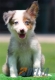 Border Collie Azul Mirlo Tricolor Hembra #090H31393.jpg