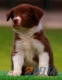 Border Collie Rojo Bicolor Macho #097M51419.jpg