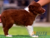 Border Collie Rojo Bicolor Macho #097M61422.jpg