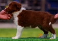 Border Collie Rojo Bicolor Macho #097M61423.jpg