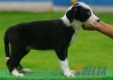 Border Collie Negro Bicolor Macho #099M21440.jpg