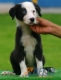 Border Collie Negro Bicolor Macho #099M21441.jpg