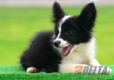 Border Collie Negro Bicolor Hembra #103H31455.jpg
