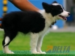 Border Collie Negro Bicolor Hembra #103H31457.jpg