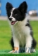 Border Collie Negro Bicolor Hembra #103H31458.jpg
