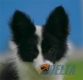 Border Collie Negro Bicolor Hembra #103H31459.jpg