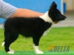 Border Collie Negro Bicolor Hembra #103H41460.jpg