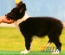 Border Collie Negro Bicolor Hembra #103H41461.jpg