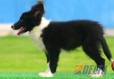Border Collie Negro Bicolor Hembra #103H41462.jpg