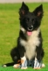 Border Collie Negro Bicolor Hembra #103H41464.jpg