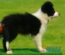 Border Collie Negro Bicolor Hembra #103H51465.jpg