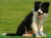 Border Collie Negro Bicolor Hembra #103H51467.jpg