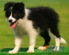 Border Collie Negro Bicolor Hembra #103H51468.jpg