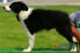 Border Collie Negro Bicolor Hembra #103H61469.jpg