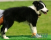 Border Collie Negro Bicolor Hembra #103H61470.jpg