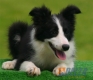 Border Collie Negro Bicolor Hembra #103H61471.jpg