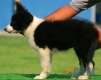 Border Collie Negro Bicolor Hembra #103H71473.jpg
