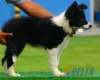 Border Collie Negro Bicolor Hembra #103H71474.jpg