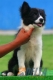 Border Collie Negro Bicolor Hembra #103H71475.jpg