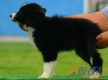 Border Collie Negro Bicolor Macho #104M21477.jpg