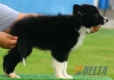 Border Collie Negro Bicolor Macho #104M21478.jpg