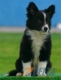 Border Collie Negro Bicolor Macho #104M21479.jpg