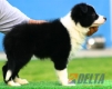 Border Collie Negro Bicolor Macho #104M31481.jpg