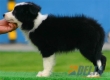 Border Collie Negro Bicolor Macho #104M31482.jpg