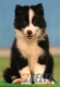 Border Collie Negro Bicolor Macho #104M31483.jpg