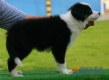 Border Collie Negro Tricolor Macho #104M41485.jpg