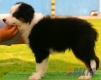 Border Collie Negro Tricolor Macho #104M41486.jpg