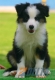 Border Collie Negro Tricolor Macho #104M41487.jpg