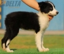 Border Collie Negro Bicolor Hembra #155H82059.jpg