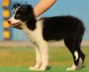 Border Collie Negro Bicolor Hembra #155H82060.jpg
