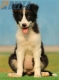 Border Collie Negro Bicolor Hembra #155H82061.jpg