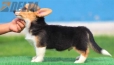 Welsh Corgi Pembroke Tricolor Macho #156M52099.jpg