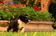 Border Collie Negro Bicolor Hembra #161H22108.jpg