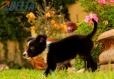 Border Collie Negro Bicolor Hembra #161H22109.jpg