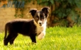 Border Collie Negro Bicolor Hembra #161H22110.jpg