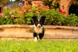 Border Collie Negro Bicolor Hembra #161H22111.jpg