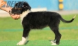 Border Collie Negro Bicolor Hembra #161H22112.jpg