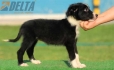 Border Collie Negro Bicolor Hembra #161H22113.jpg