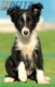 Border Collie Negro Bicolor Hembra #161H22114.jpg
