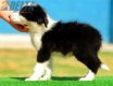 Border Collie Negro Bicolor Macho #174M22199.jpg