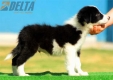 Border Collie Negro Bicolor Macho #174M22200.jpg