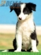 Border Collie Negro Bicolor Macho #174M22201.jpg