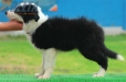 Border Collie Negro Bicolor Hembra #175H22227.jpg